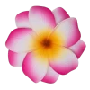 Medium Double Plumeria Clip: Pink