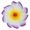 Medium Double Plumeria Clip: Purple
