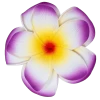 Large Double Plumeria Clip: Purple