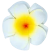 Large Double Plumeria Clip: White