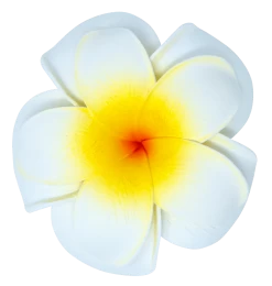 Large Double Plumeria Clip: White