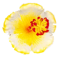 Hibiscus Hair Clip: White