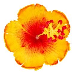 Hibiscus Hair Clip: Yellow